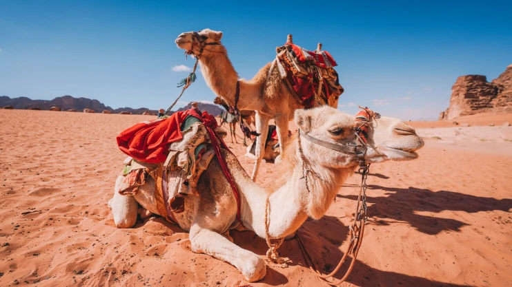 camels_close_up_original_1554002.jpg - Map