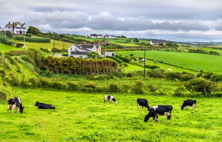 county-antrim-n-ireland-cows.jpeg - Map